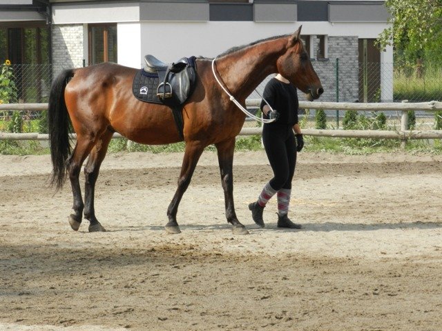 Babie Lato 2016